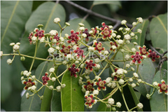 Lophopetalum wightianum